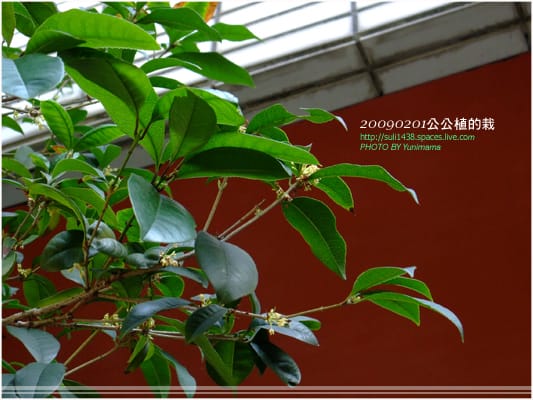 [過年] 公公的植栽