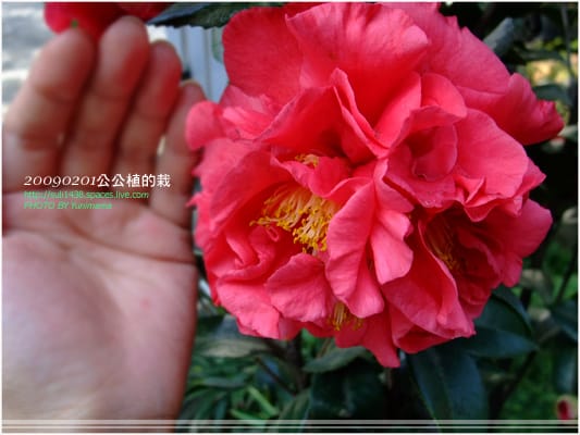 [過年] 公公的植栽