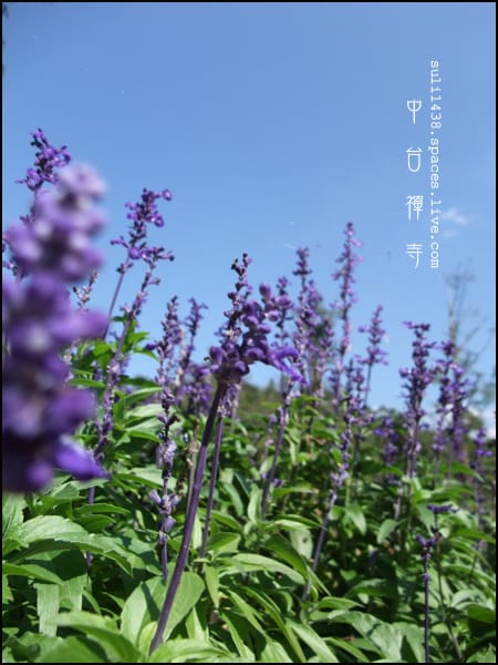 [初三] 中台禪寺