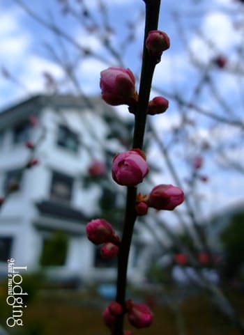 [初三初四住宿] 麗屋和風渡假山莊 ；闕麒渡假莊