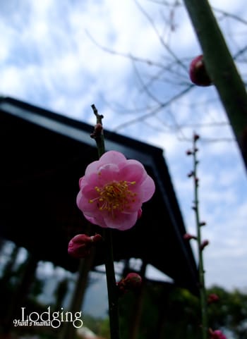 [初三初四住宿] 麗屋和風渡假山莊 ；闕麒渡假莊