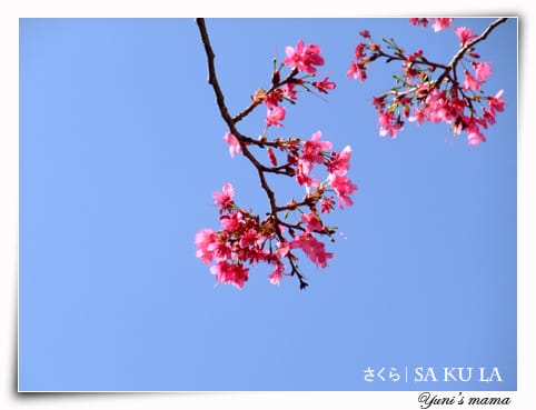 20090213:虎頭山櫻花 - 第10張圖 20090213:虎頭山櫻花
