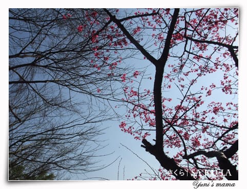 20090213:虎頭山櫻花 - 第9張圖 20090213:虎頭山櫻花