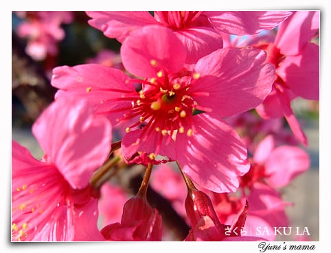 20090213:虎頭山櫻花 - 第11張圖 20090213:虎頭山櫻花