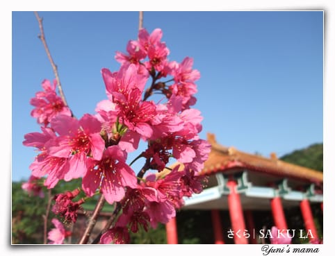 20090213:虎頭山櫻花 - 第12張圖 20090213:虎頭山櫻花