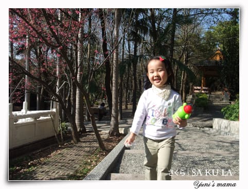 20090213:虎頭山櫻花 - 第16張圖 20090213:虎頭山櫻花