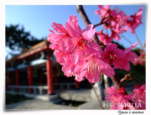 20090213:虎頭山櫻花 - 第13張圖 20090213:虎頭山櫻花