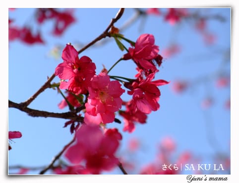 20090213:虎頭山櫻花 - 第7張圖 20090213:虎頭山櫻花