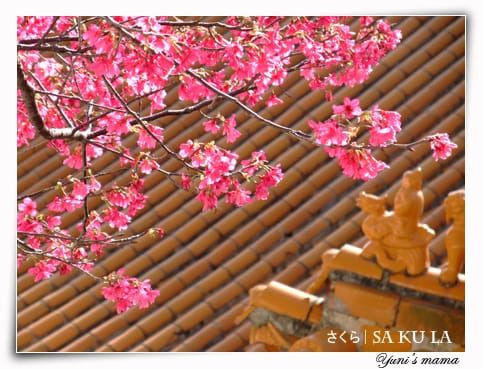 20090213:虎頭山櫻花 - 第8張圖 20090213:虎頭山櫻花