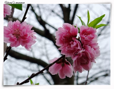 20090214：竹林寺之花