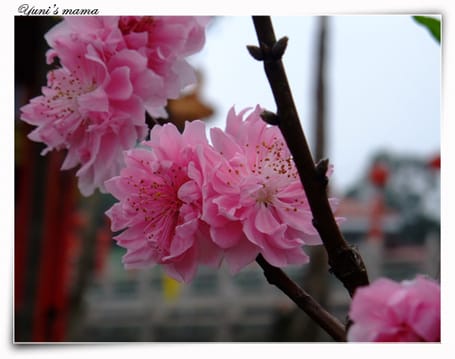 20090214：竹林寺之花