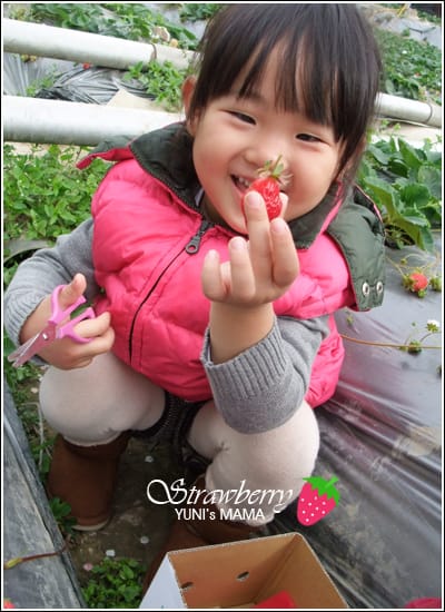 [初五] 南投初見草莓園