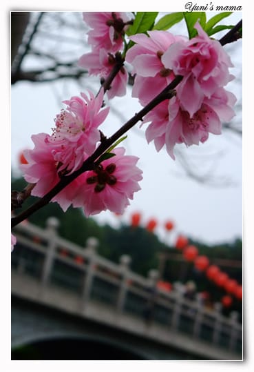 20090214：竹林寺之花