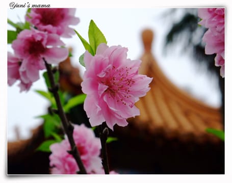 20090214：竹林寺之花