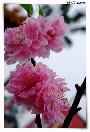 20090214：竹林寺之花