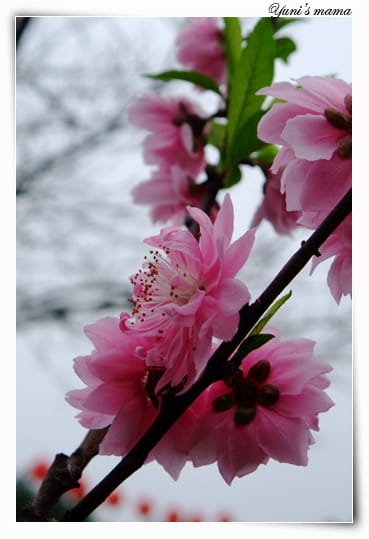 20090214：竹林寺之花
