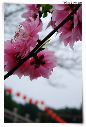 20090214：竹林寺之花