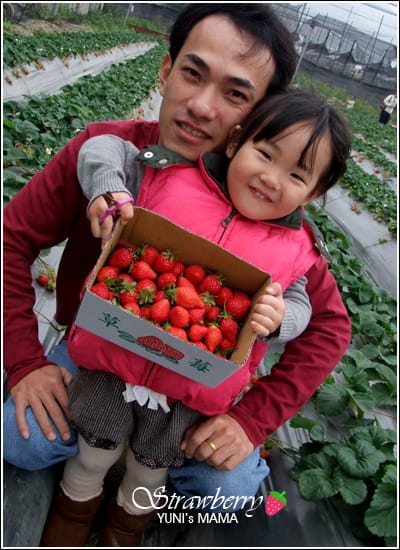 [初五] 南投初見草莓園