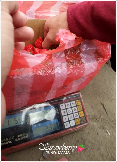 [初五] 南投初見草莓園