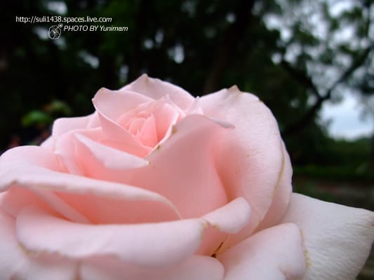 20090221： 士林官邸玫瑰花展