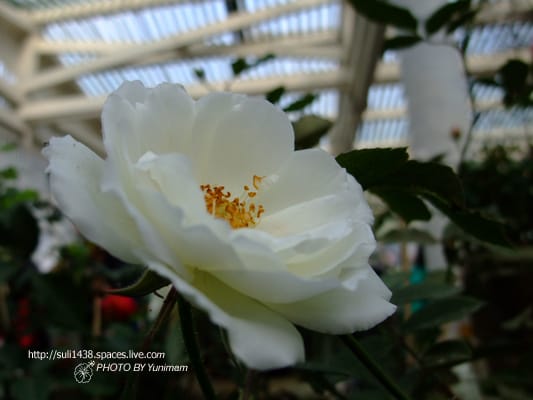 20090221: 士林官邸玫瑰花展 - 第9張圖 20090221: 士林官邸玫瑰花展