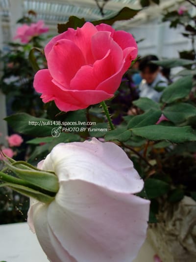 20090221: 士林官邸玫瑰花展 - 第25張圖 20090221: 士林官邸玫瑰花展
