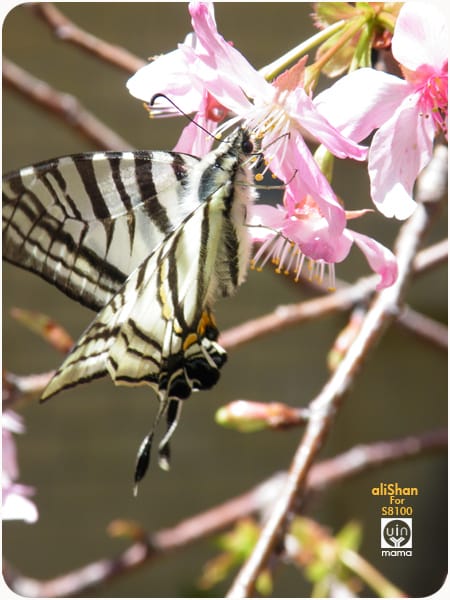 20090317:阿里山櫻花季│S8100fd - 第13張圖 20090317:阿里山櫻花季│S8100fd