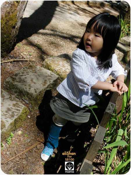 20090317:阿里山櫻花季│S8100fd - 第21張圖 20090317:阿里山櫻花季│S8100fd