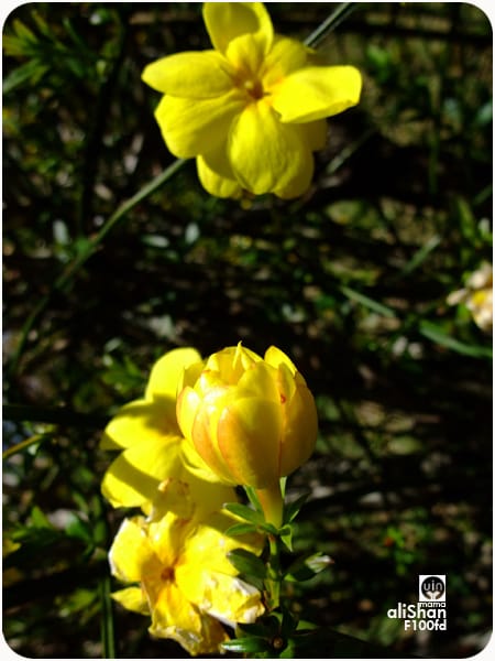 阿里山櫻花季:花與蜂:F100fd - 第15張圖 阿里山櫻花季:花與蜂:F100fd
