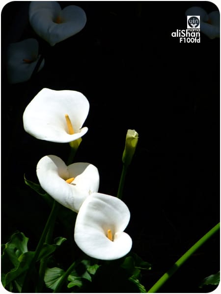 阿里山櫻花季:花與蜂:F100fd - 第18張圖 阿里山櫻花季:花與蜂:F100fd