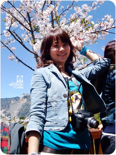 阿里山櫻花季:F100fd - 第3張圖 阿里山櫻花季:F100fd