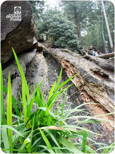 阿里山櫻花季:F100fd - 第24張圖 阿里山櫻花季:F100fd