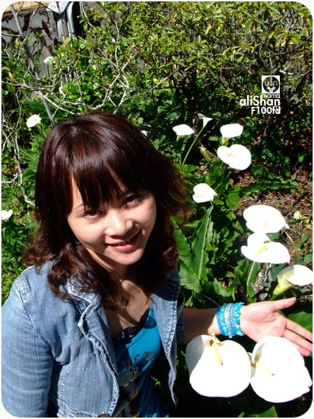 阿里山櫻花季:F100fd - 第21張圖 阿里山櫻花季:F100fd