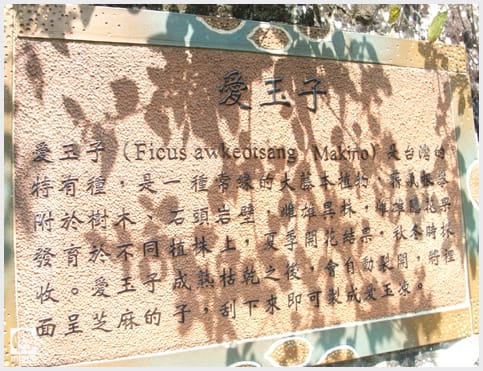 來吉村:斯比斯比高山鐵達尼 - 第4張圖 來吉村:斯比斯比高山鐵達尼