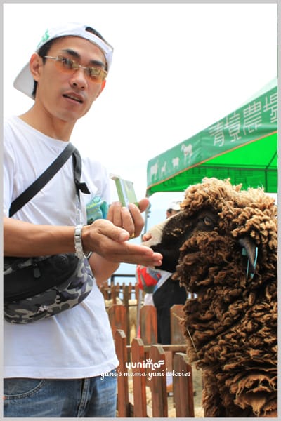 清境:青青草原:餵羊趣 - 第16張圖 清境:青青草原:餵羊趣