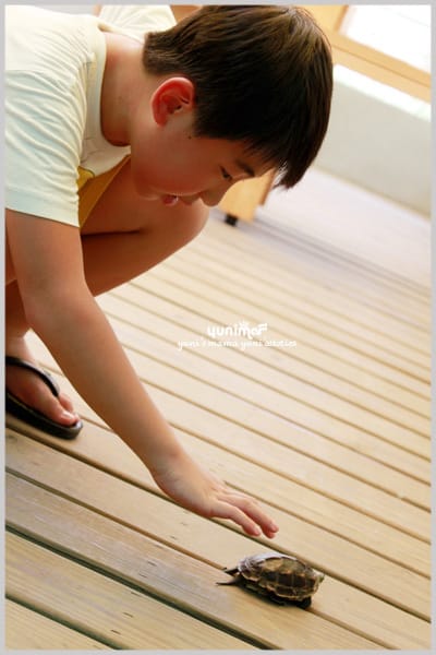 我家的鄰居:龜龜樂園 - 第14張圖 我家的鄰居:龜龜樂園