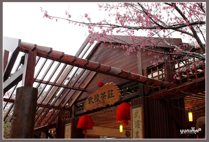 初五:櫻花 雨不停:武陵農場 - 第8張圖 初五:櫻花 雨不停:武陵農場