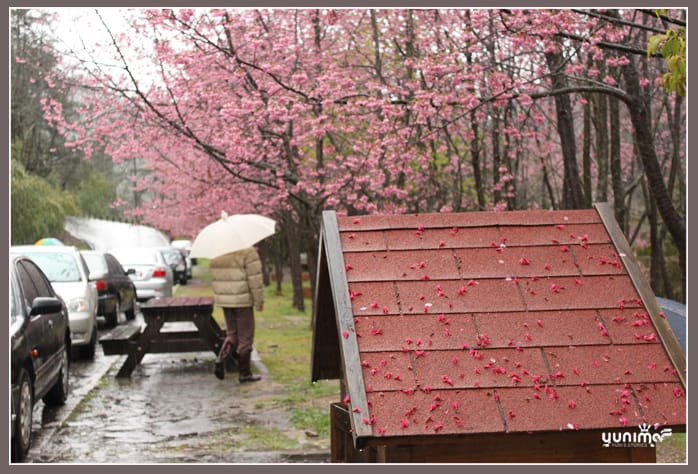 初五：櫻花　雨不停：武陵農場