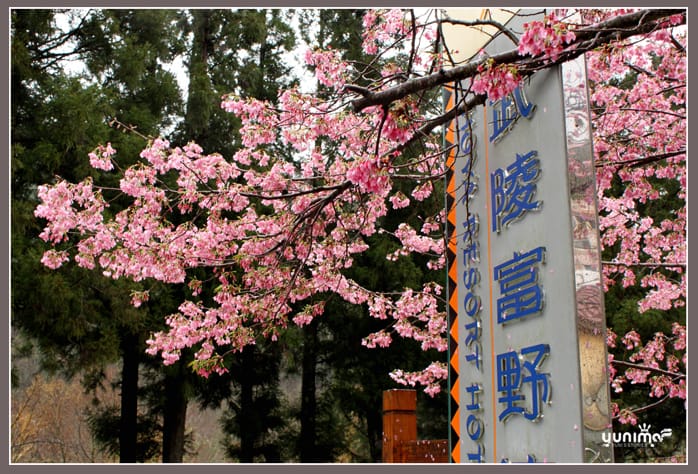 初五:櫻花 雨不停:武陵農場 - 第3張圖 初五:櫻花 雨不停:武陵農場
