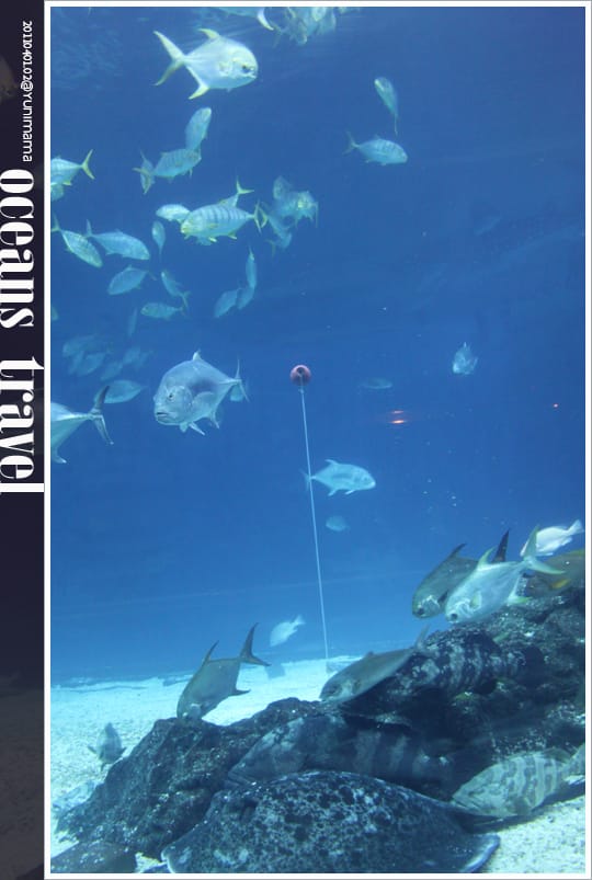 【夜宿海生館】與海共舞：與魚共眠 [上]