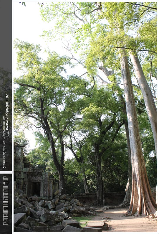 04。28│2 Day【吳哥窟】大吳哥巴戎廟│塔普倫廟│巴肯山 - 第31張圖 04。28│2 Day【吳哥窟】大吳哥巴戎廟│塔普倫廟│巴肯山