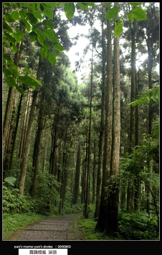 南投之旅：霧靄煙嵐 [ 溪頭 ] 松林町妖怪村、內湖森林小學 NO.1