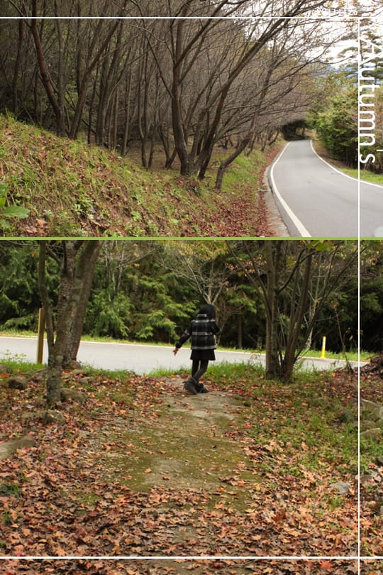 20111126：武陵賞楓冷颼颼