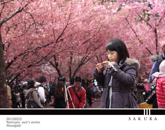 20120222【武陵農場】紛紅春櫻:暴走浪漫 - 第27張圖 20120222【武陵農場】紛紅春櫻:暴走浪漫