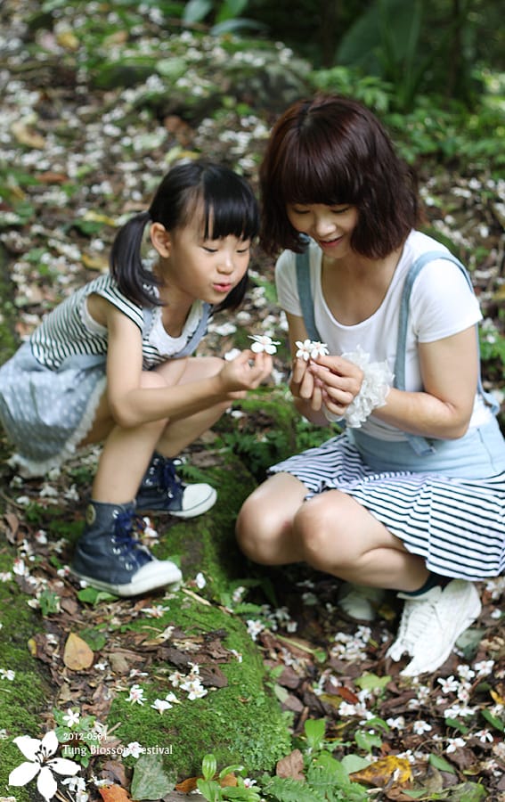 20120501：獅頭山藤坪步道迎桐花.南庄觀螢