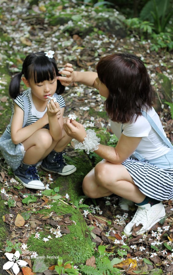 20120501:獅頭山藤坪步道迎桐花.南庄觀螢 - 第9張圖 20120501:獅頭山藤坪步道迎桐花.南庄觀螢
