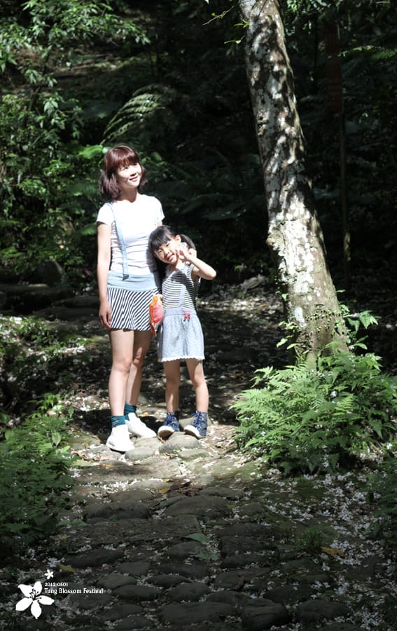 20120501:獅頭山藤坪步道迎桐花.南庄觀螢 - 第23張圖 20120501:獅頭山藤坪步道迎桐花.南庄觀螢