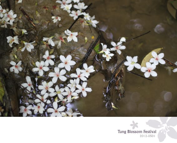 20120501:獅頭山藤坪步道迎桐花.南庄觀螢 - 第2張圖 20120501:獅頭山藤坪步道迎桐花.南庄觀螢