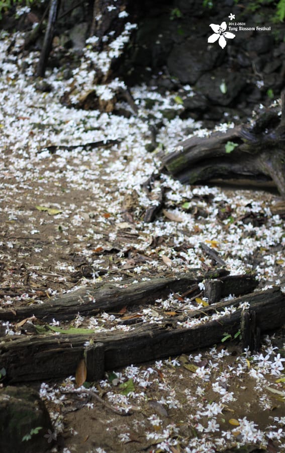 20120501:獅頭山藤坪步道迎桐花.南庄觀螢 - 第32張圖 20120501:獅頭山藤坪步道迎桐花.南庄觀螢