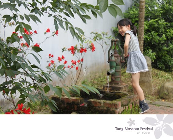 20120501:獅頭山藤坪步道迎桐花.南庄觀螢 - 第39張圖 20120501:獅頭山藤坪步道迎桐花.南庄觀螢
